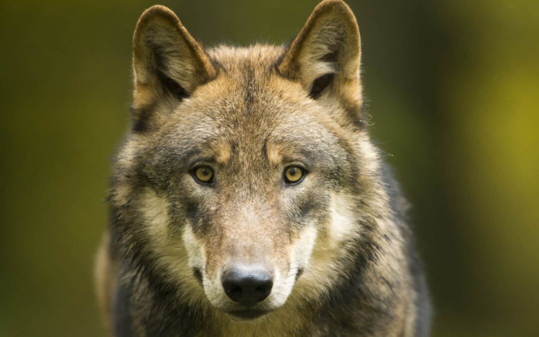 Der Wolf