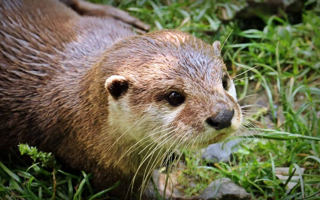 7. Bis zu 85 Fischotter in Tirol