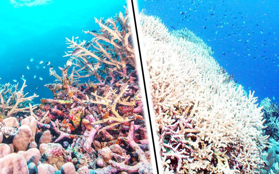 Gegenüberstellung lebende Koralle und ausgeblichene Koralle ©links WWF-US/ Tom Vierus © rechts WWF/ Cat Holloway