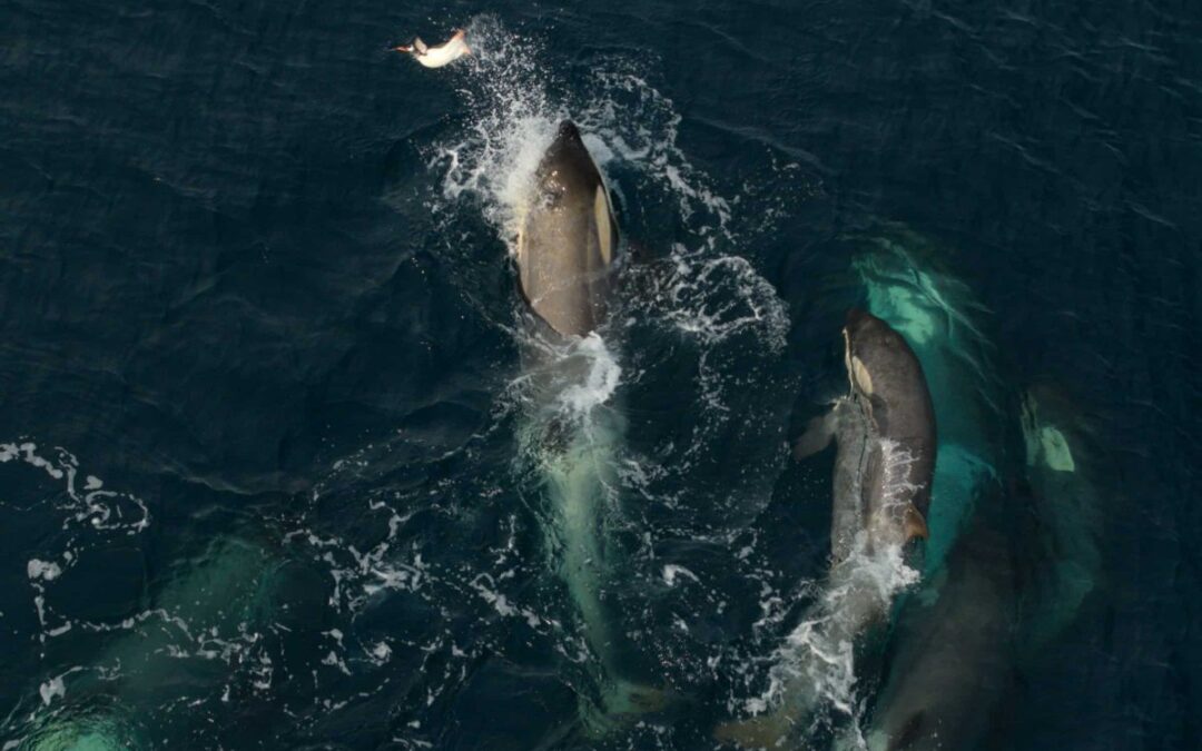 Orcas bei der Pinguinjagd