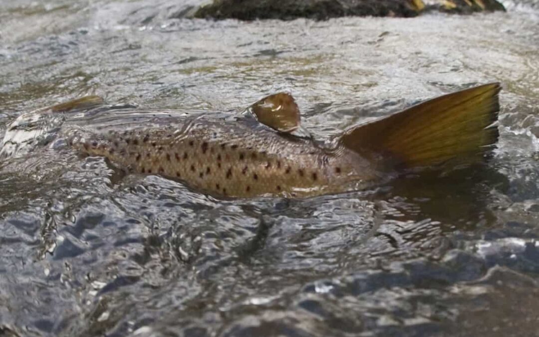 Die Bachforelle © Wild Wonders of Europe / Martin Falklind WWF