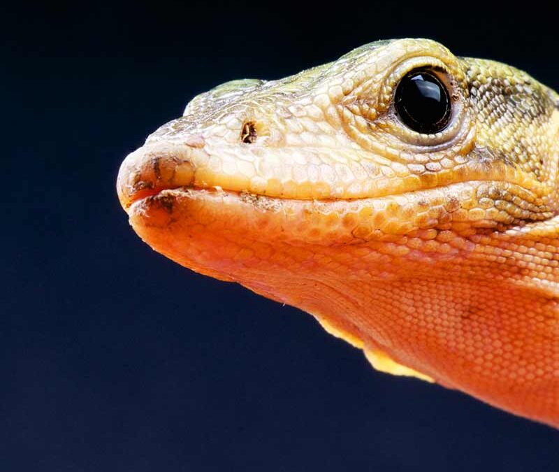 Quittenwaran closeup (c) AdobeStock