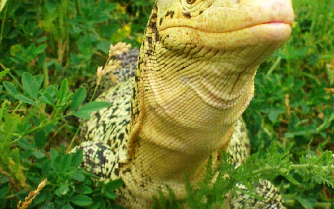 finalwwf-at_Quittenwaran_portrait_header_