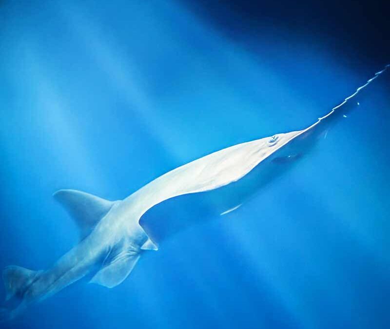 Saegerochen seitlich im Wasser (c) Shaun Wilkinson / WWF