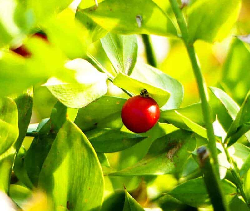 Stechender Maeusedorn Frucht closeup (c) AdobeStock