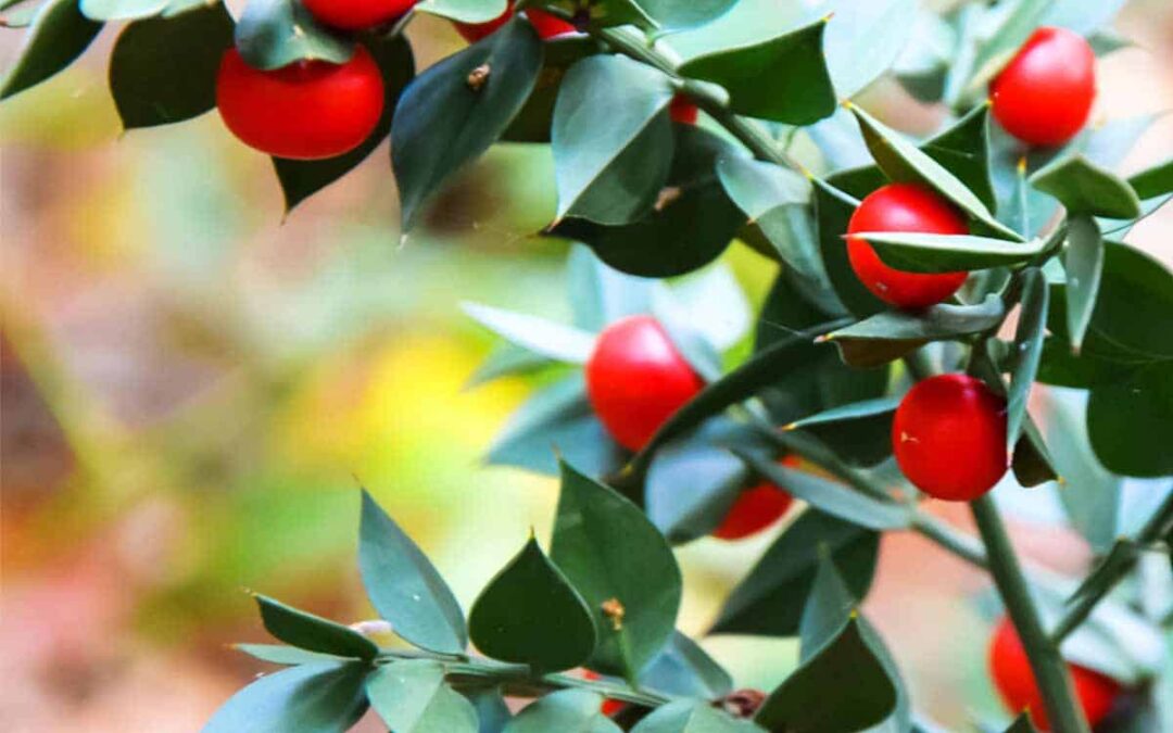 Stechender Maeusedorn Frucht mit Blueten (c) AdobeStock