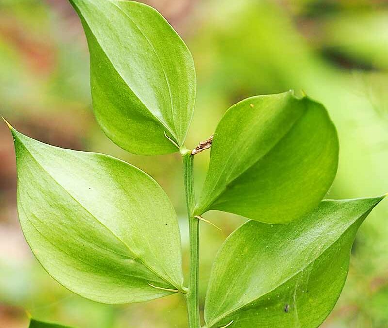 Stechender Maeusedorn Blatt closeup (c) AdobeStock