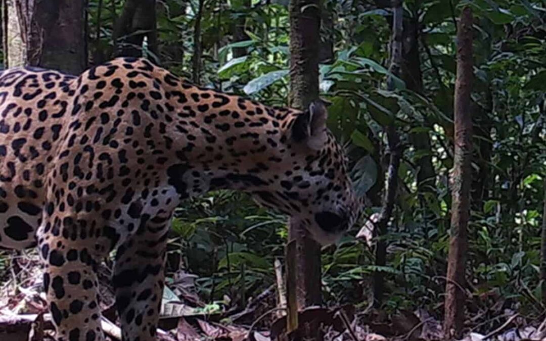 Schauen Sie mal: Jaguar vor der Kamera!