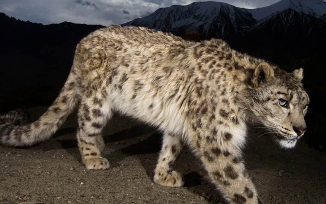 Fun Fact 6: Der Schneeleopard hat den Mythos des Yeti unterstützt