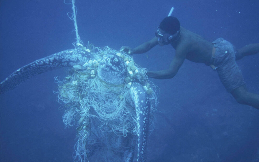 Leatherback Schildkröte in einem Netz verfangen (c) Michel Gunther WW2256