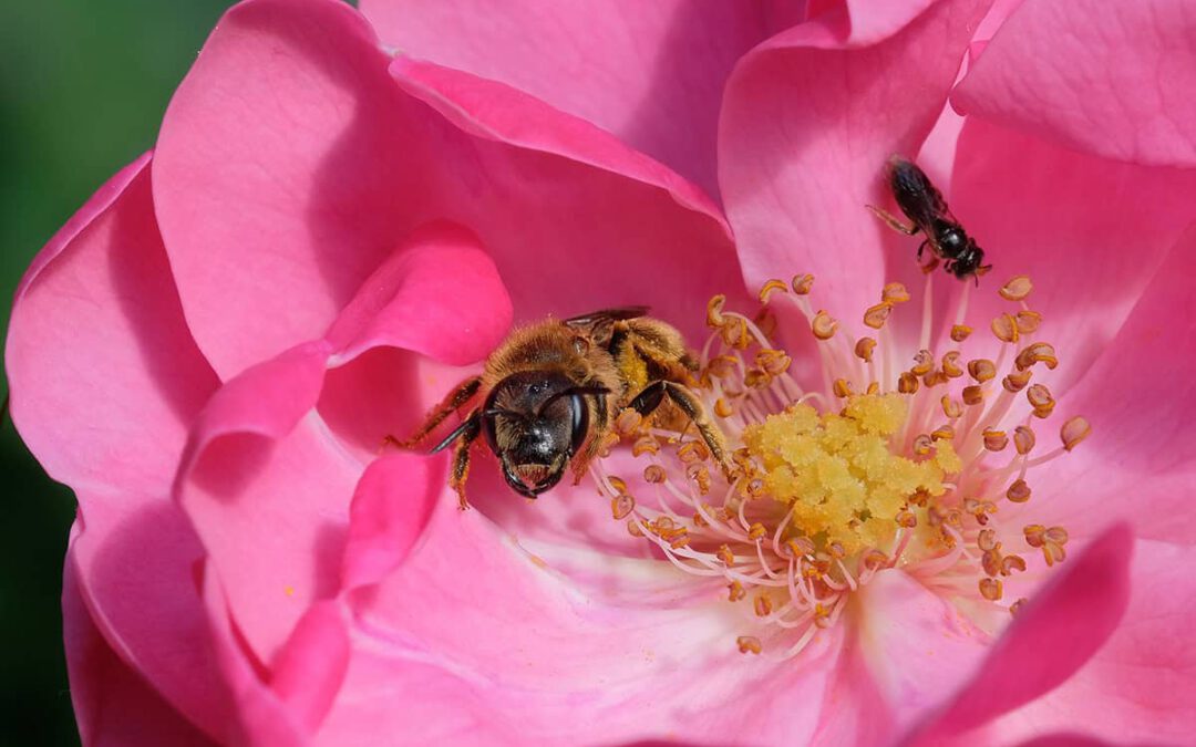 Die Vielfalt der Wildbienen (c) Makrowilli