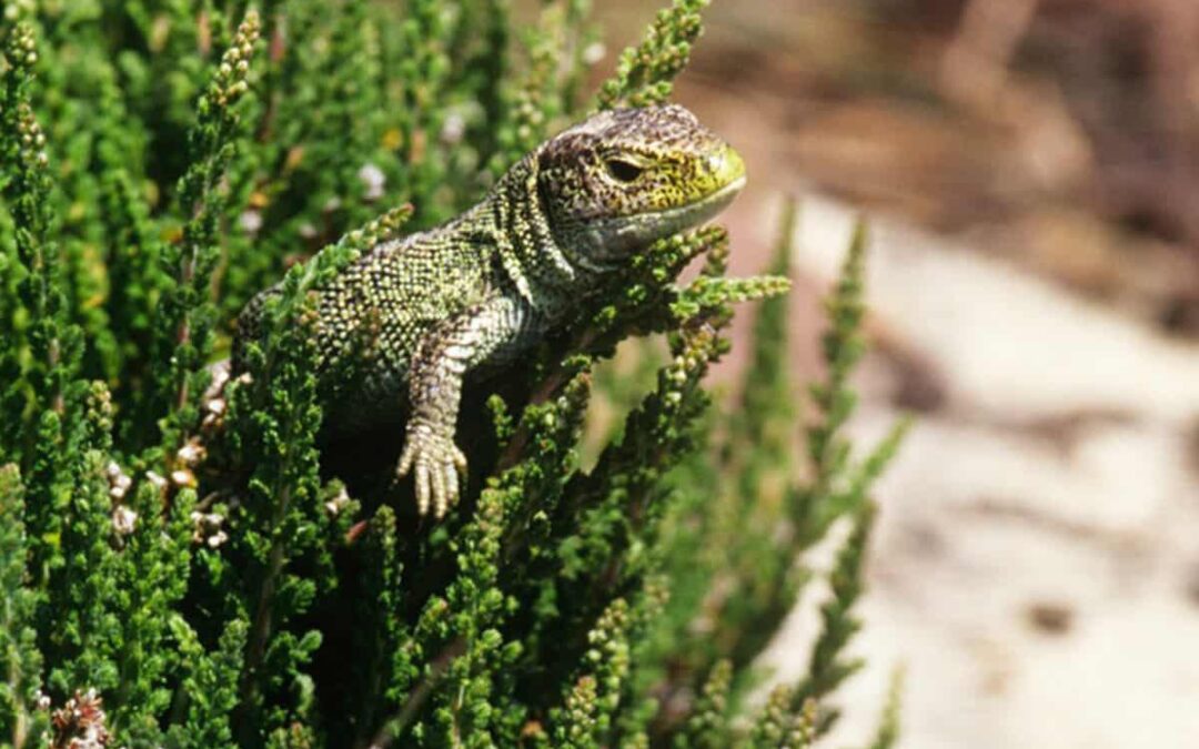 Reptil des Jahres 2021 – die Zauneidechse