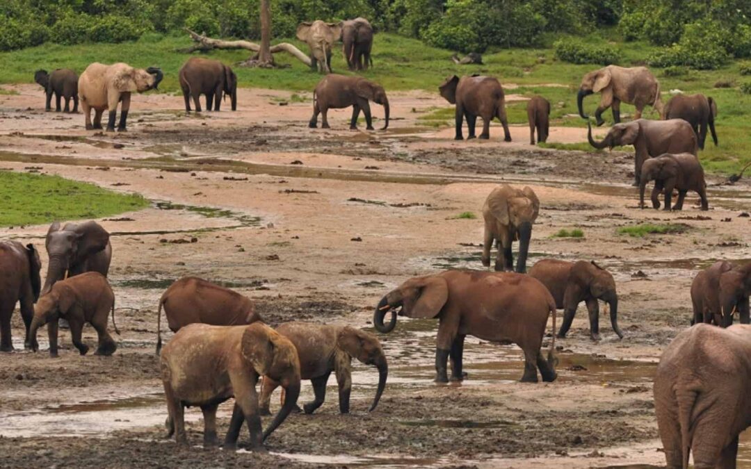 Waldelefanten im Dzanga Sangha – Schutzgebiet in Afrika