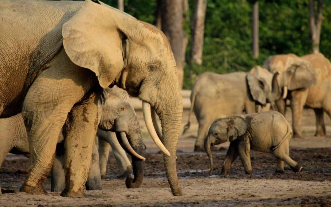 Waldelefanten in Dzanga Bai