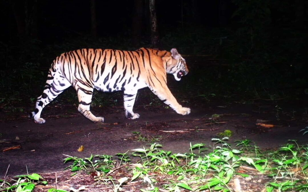 … und schließlich ein Tiger!