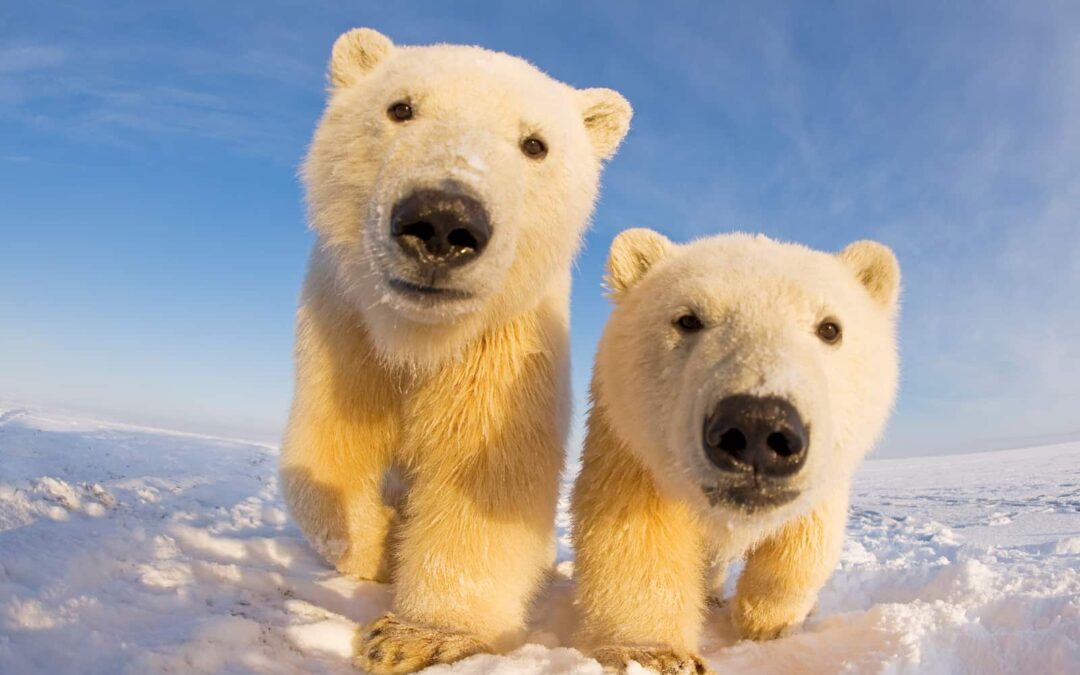 Gegen den Klimawandel