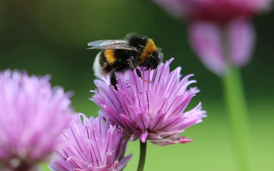 Eine Hummel auf einem Klee