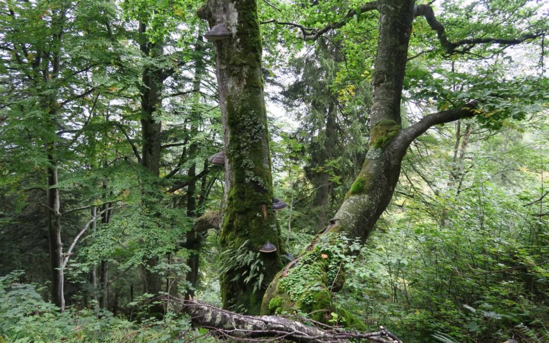 Ein naturnaher Wald. (c) Karin Enzenhofer