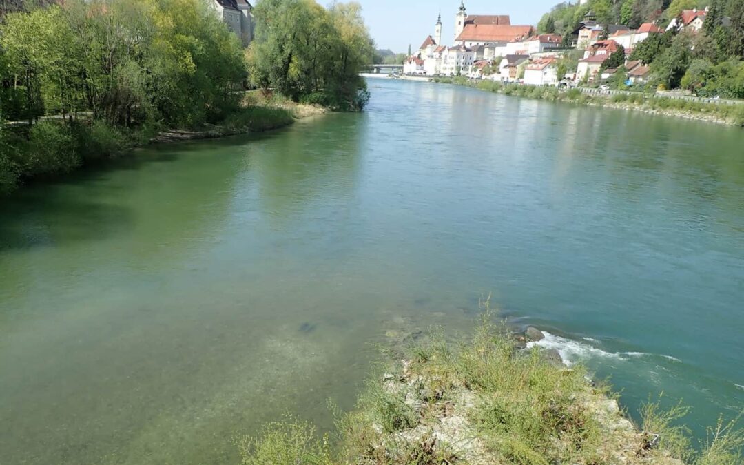 Enns-Kraftwerk verhindert und Huchen geholfen