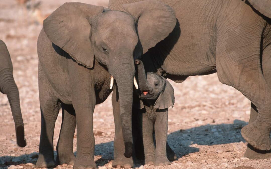 Die Jungen werden gut beschützt! Afrikanische Elefanten im Etosha-Nationalpark in Namibia