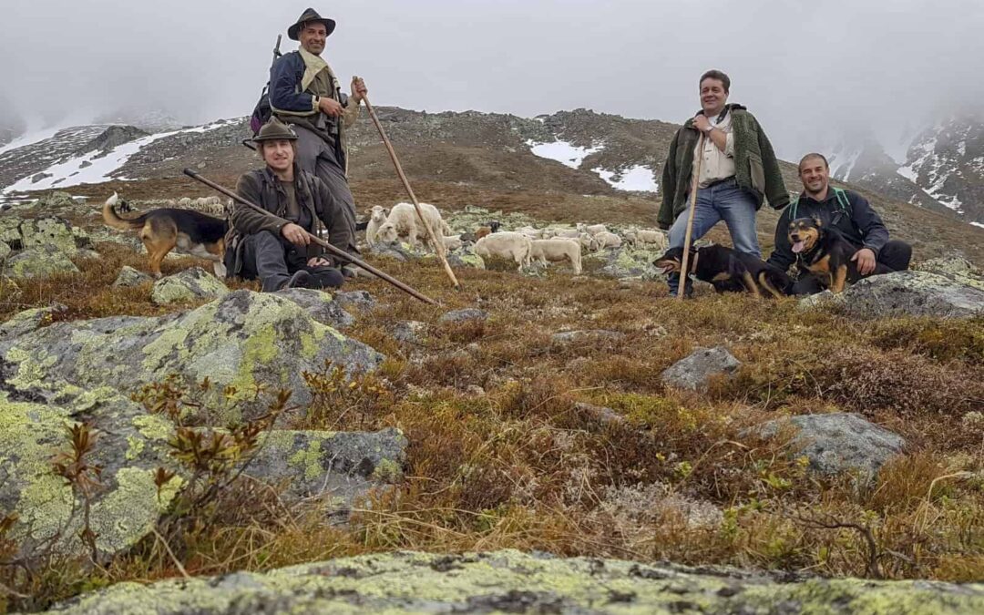 Schafhirten mit Herde und Schutzhunden,