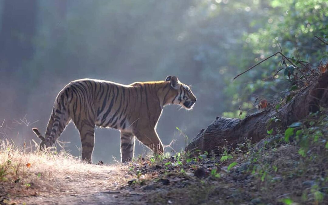 Tiger im Wald(c)Nitish Madan/ WWF International