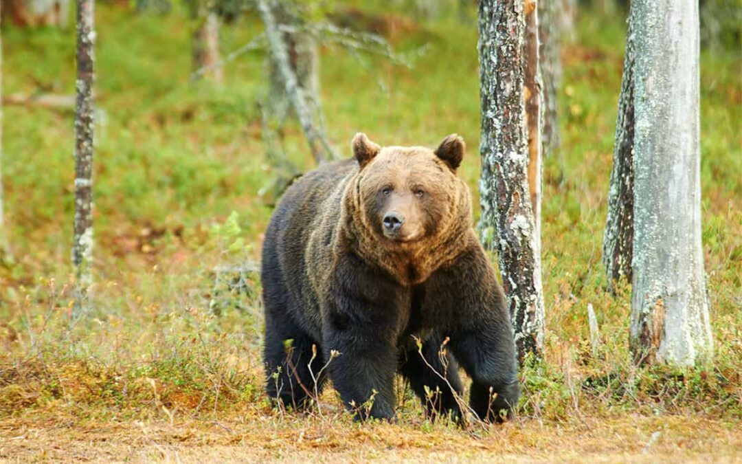 Braunbär 1200×800 (c) Ola Jennersten / WWF Sweden