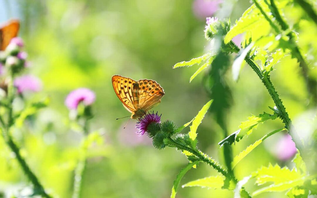 Kaisermantel Auenreservat Marchegg © Marion Schindlauer