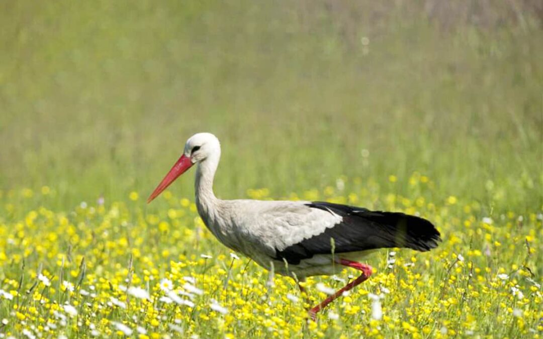 Weißstorch © Kreinz