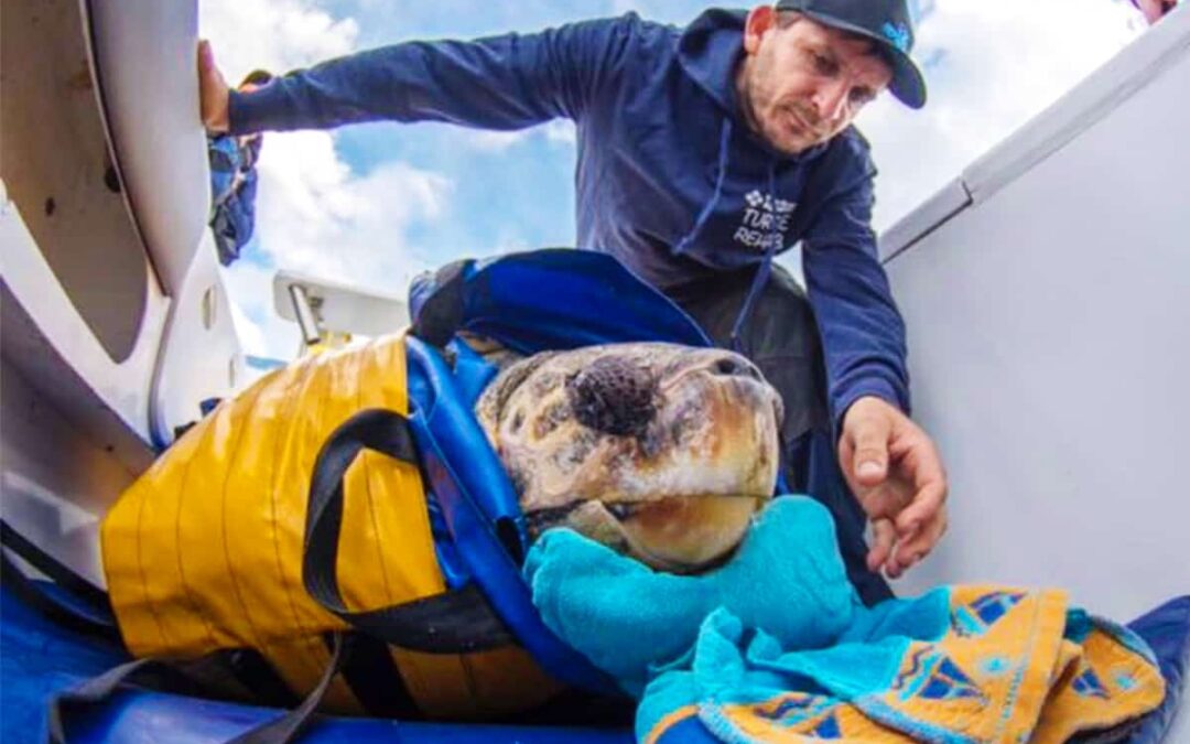 Yoshi, die Schildrköte, am Boot © MMusson