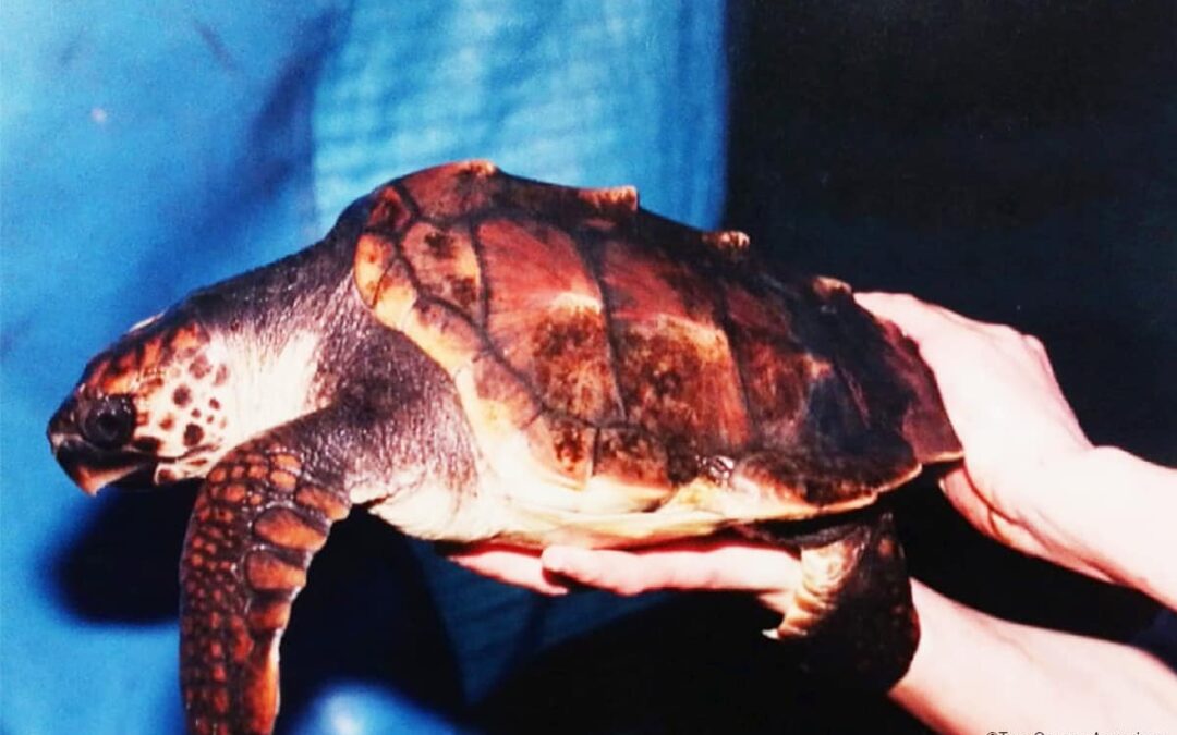 Baby Yoshi ©Two Oceans Aquarium