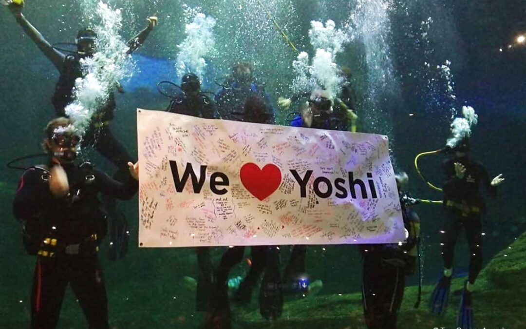 „We love Yoshi“ Party mit Tauchern © Two Oceans Aquarium