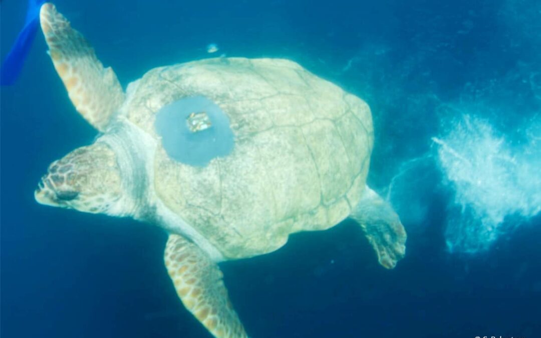 Schildkröte schwimmend ©CRobertson