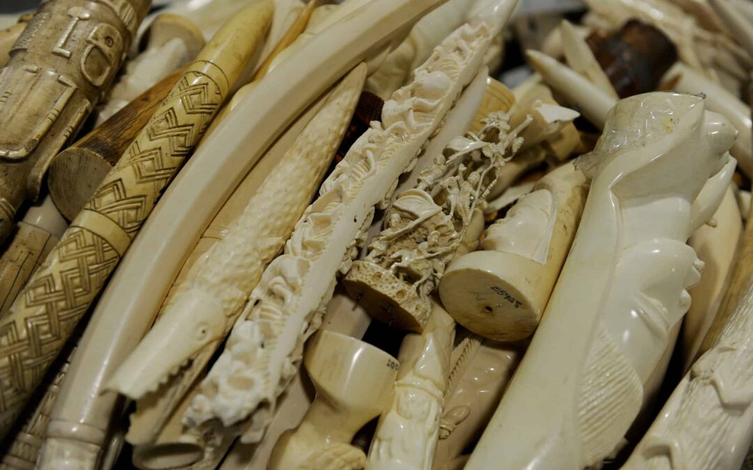 Beschlagnahmte Elfenbeimsouvenirs(c)Jamie Cotten/ IFAW/ WWF