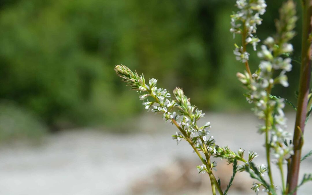 Geschützte und bedrohte Arten wie die Deutsche Tamariske finden an den Osttiroler Gletscherflüssen einen selten gewordenen Zufluchtsort (c) Marianne Götsch WWF AT