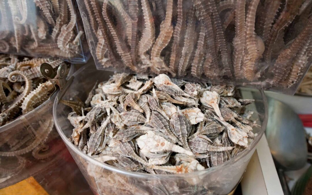 Getrocknete Seepferdchen und Seenadeln auf einem asiatischen Markt(c)Jürgen Freund/ WWF