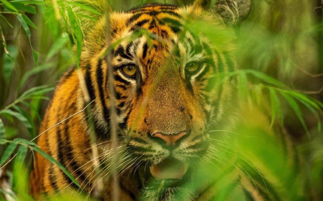 Danke Tiger: für Wasser für Millionen