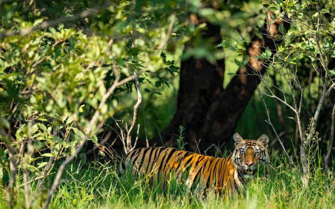 Danke Tiger: für die Wälder