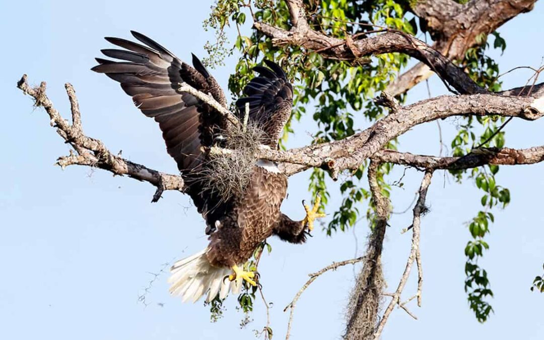 Der anmutige Adler