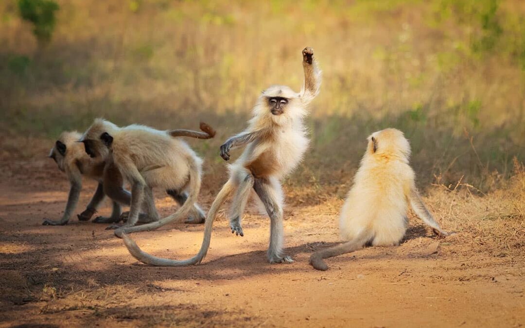 Dancing away to glory
