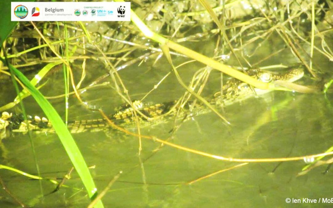 Siam Krokodil Jungtier(c)Ien Khve/MoE/WWF-Cambodia