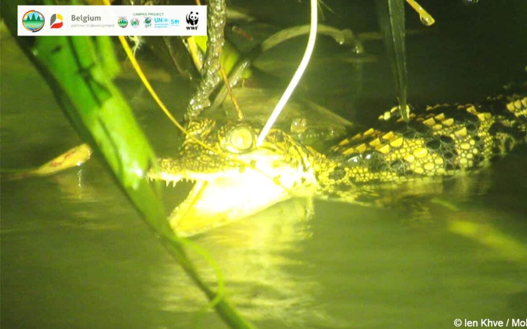 Siam Krokodil Jungtier(c)Ien Khve/MoE/WWF-Cambodia