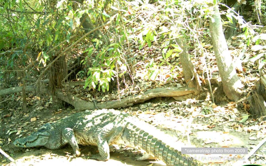 Siam Krokodil-Kamerafallenbild 2009(c)MoE_FA_WWF-Cambodia