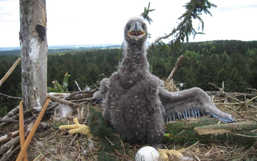 Seeadler Beringung Allensteig