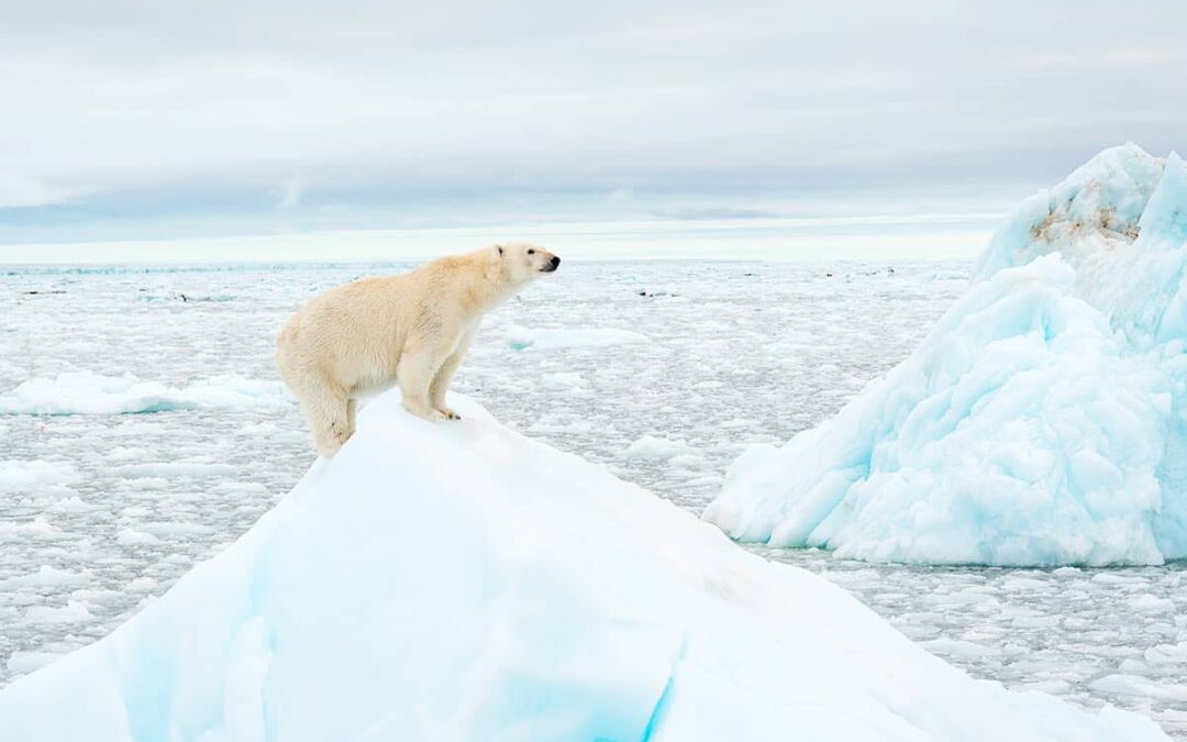 Eisbär auf Eisberg(c)Richard-Barrett/ WWF-UK