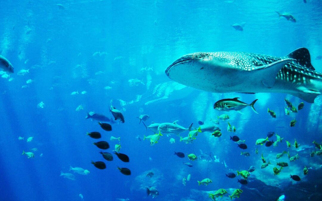 wwf-at-walhai-2-groesste-fisch-der-welt-c-pixabay-JimmyDominico