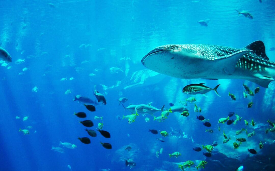 wwf-at-walhai-groesste-fisch-der-welt-c-pixabay-JimmyDominico