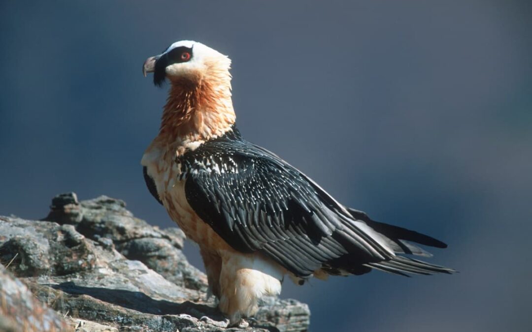 Bartgeier (c) Martin Harvey WWF