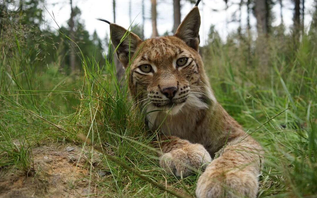 Luchs – Wildpark Waldhaus
