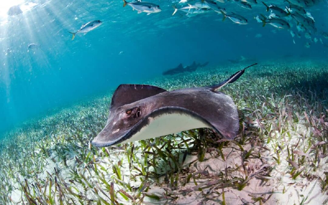Rochen  und Haie (c) Antonio Busiello WWF-US